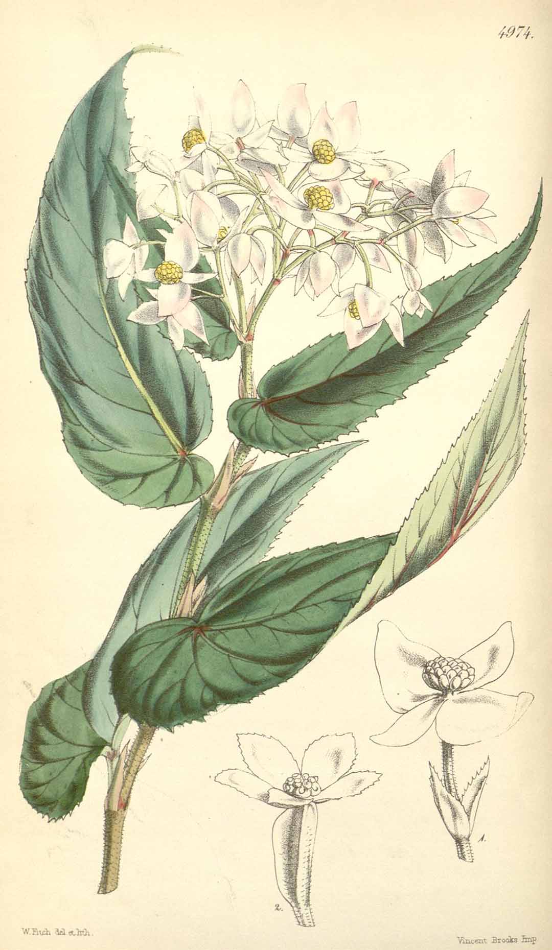B. microptera